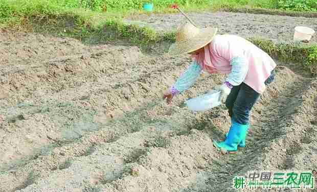 四季豆一亩种多少株(四季豆一亩地需要多少种子)